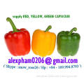 Fresh Capsicum, Bell Pepper,Paprika, Colored Capsicum